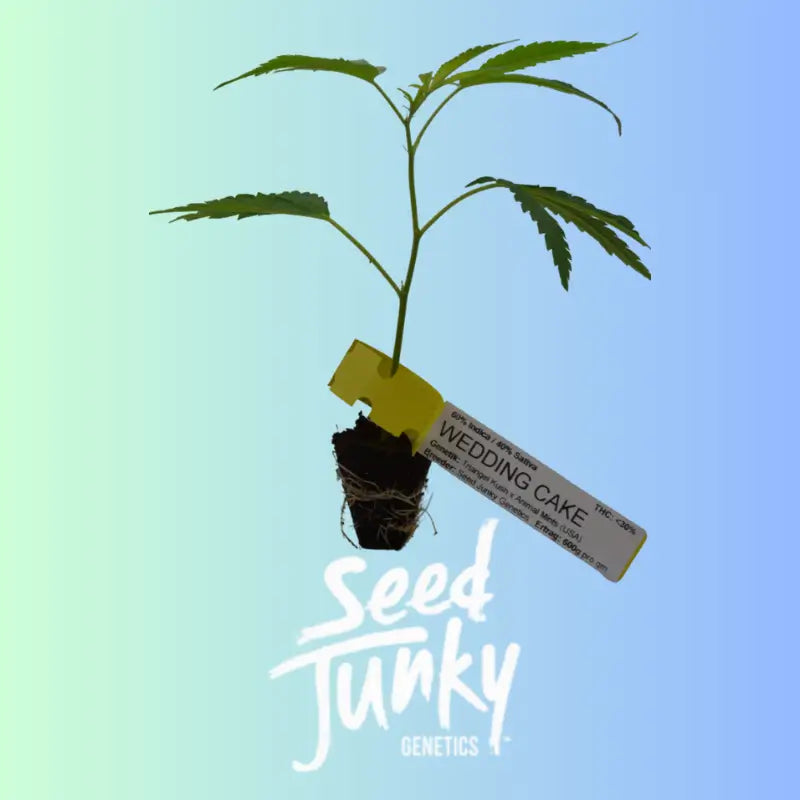 Wedding Cake Feminisierte Stecklinge Seed Junky Genetics