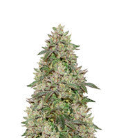 Wedding Cake (Seedstockers)