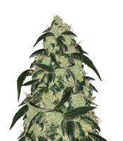 Wedding Cake (Barney's Farm)