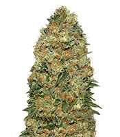 White Widow (00 Seeds)