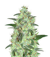 Keramatic Auto (Kera Seeds)