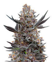 Forbidden Dream (Humboldt Seeds)