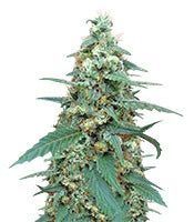 Mong-U-Mental (Dr. Krippling Seeds)
