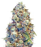 ICED Grapefruit (Female Seeds)