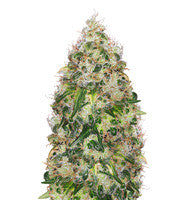 Sour Ripper (Ripper Seeds)