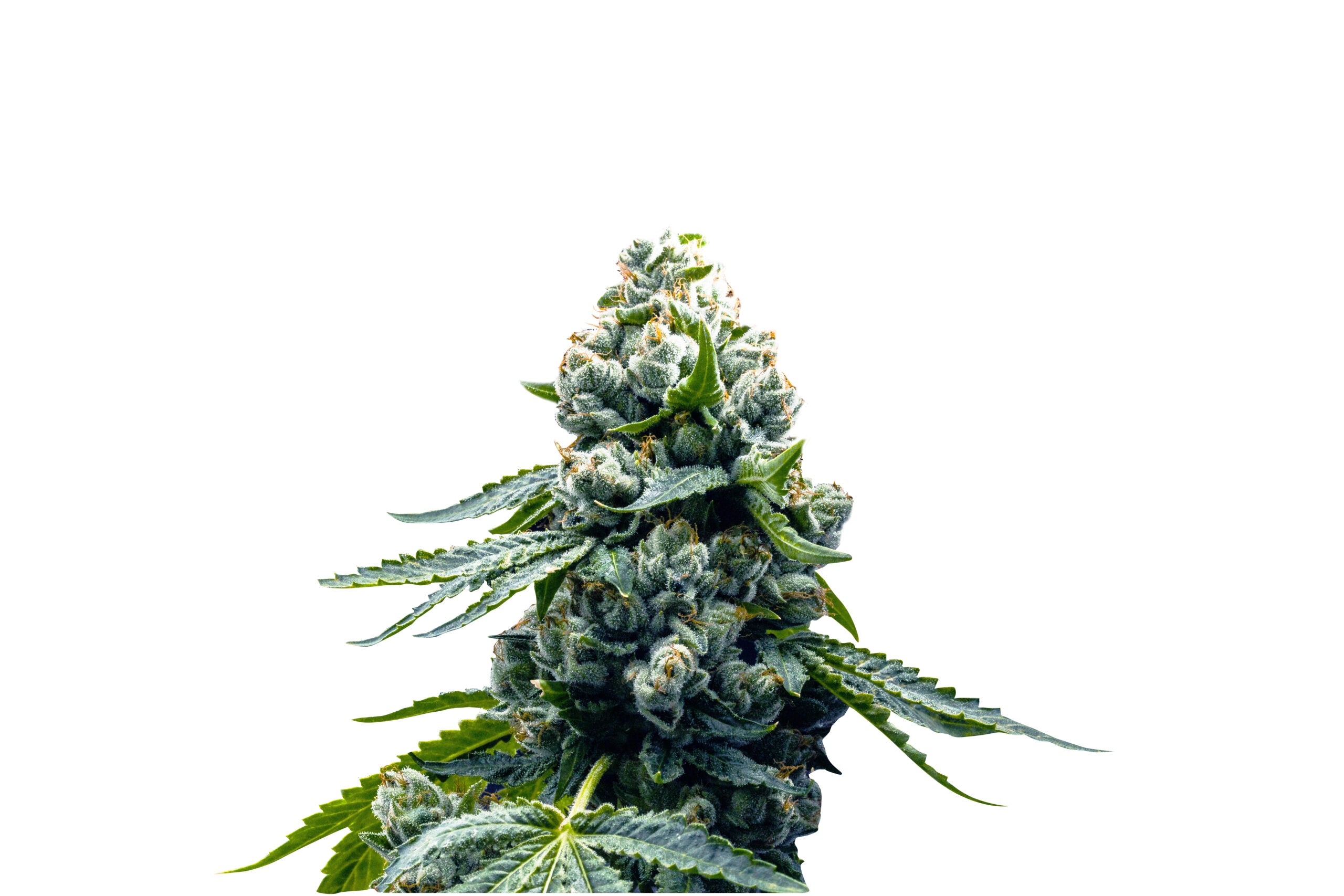 ZOAP Super Strains: feminisierte Samen 3 Stk