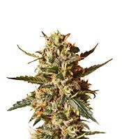 Bubblegum XL (RQS)