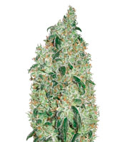 Green Wild Shark (Victory Seeds)