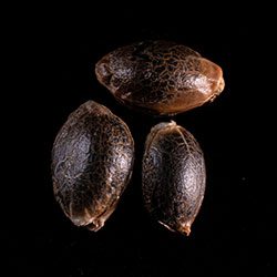 Kickass Auto - 3+1 Seed