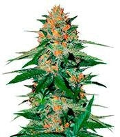 Delicious Candy Regular (Delicious Seeds)