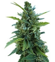 Automaria II (Paradise Seeds)