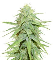 Grand Master Kush regular (Sumo Seeds)