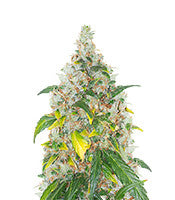 AMG (Royal Queen Seeds)