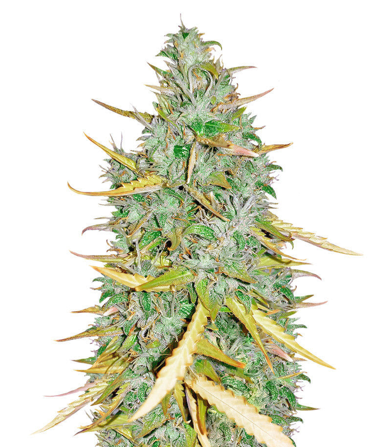 Amnesia CBD Pure Auto (Humboldt Seeds)