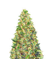 Amnesia Haze Auto (Barney's Farm)