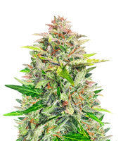 Amnesia Z Auto (Fast Buds)