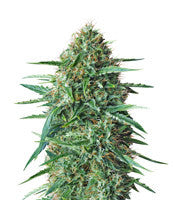 Amnesia Haze (Expert Seeds)
