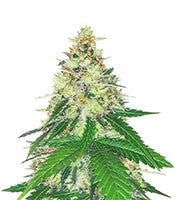 Apple Betty (Herbies Seeds)