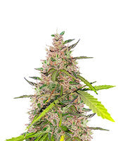 Auto Euforia (Dutch Passion)