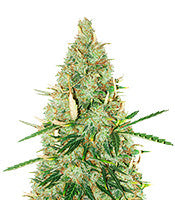 Auto Tutankhamon (Pyramid Seeds)