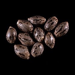 Hellfire OG - 10+3 Seed
