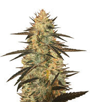 Auto Blueberry Ghost OG (Original Sensible Seeds)