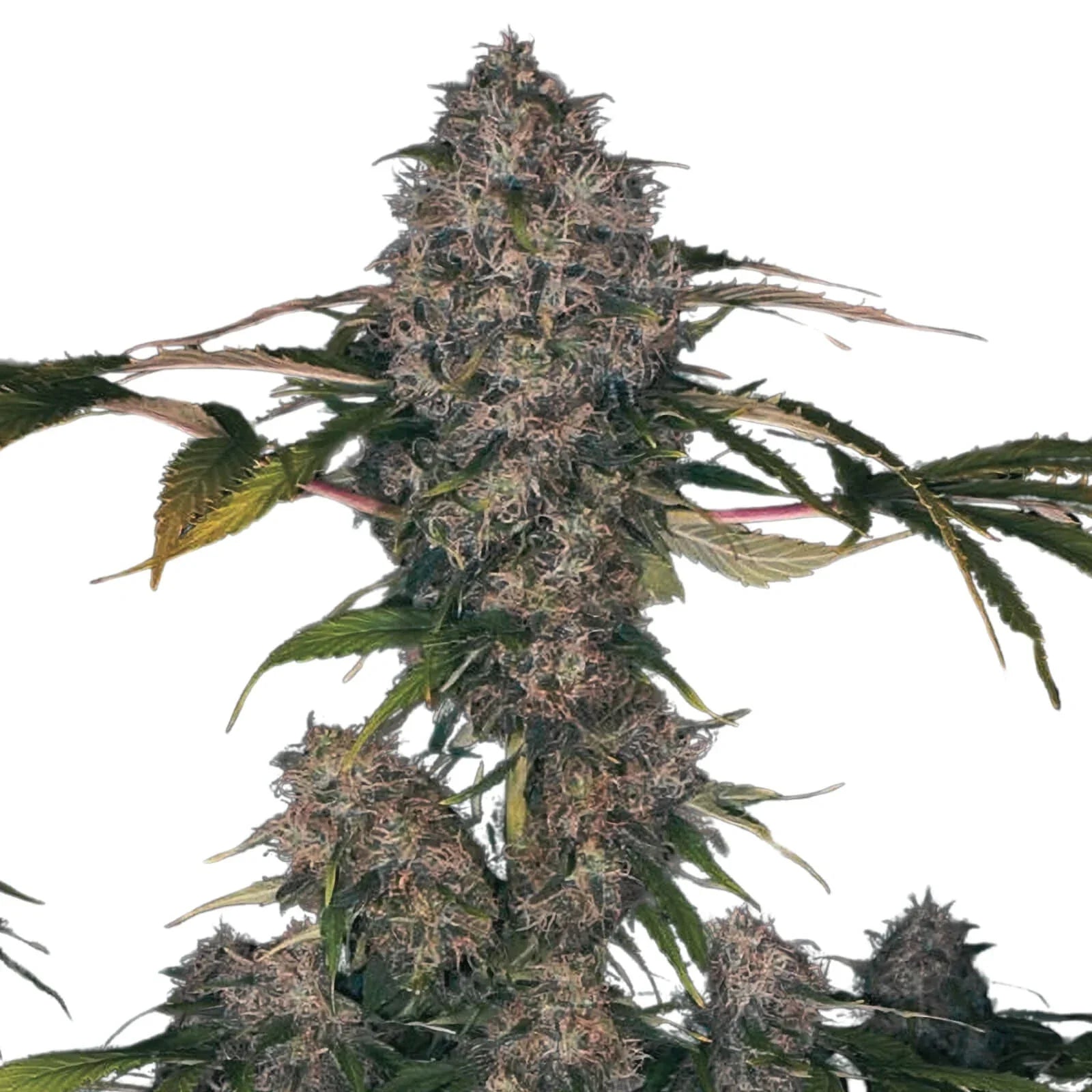 Black Domina XXL Autoflower (19% THC)
