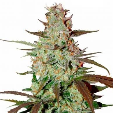 Mazar Extra Seeds (22% THC)