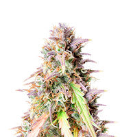 Blueberry Cookies Auto (Original Sensible Seeds)