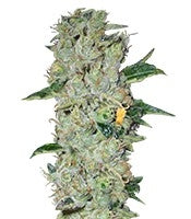 Northern Light regular (Nirvana Seeds)