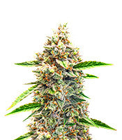 Bruce Banner #3 Auto (Herbies Seeds)