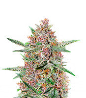 Bubba Kush (GHS)