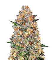 Bubba Kush (Barney's Farm)