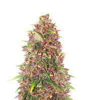 C4 Auto (Fast Buds)