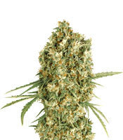 Auto Jack Herer (Advanced Seeds)