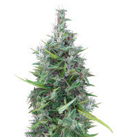 Lebanese Regular (Ace Seeds)