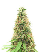 Cali Bay Dream (Garden of Green)
