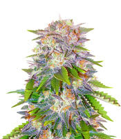 Caramelo Early Version (Delicious Seeds)