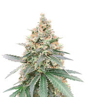 CBD Northern Lights (Seedstockers)