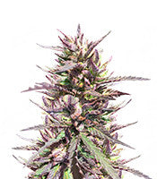 CBD Terra Italia (Female Seeds)