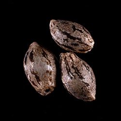 Hellfire OG - 3+1 Seed