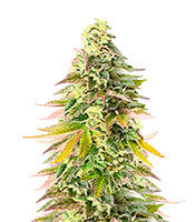 Chem Cookies (AlphaFem Seeds)