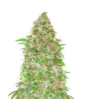 Cotton Candy Kush (Delicious Seeds)