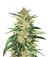 Critical Orange Punch (Dutch Passion)