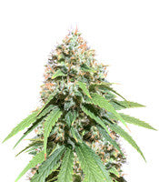 Alien OG regular (Cali Connection Seeds)