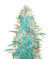 Ultra Power Plant (Victory Seeds)
