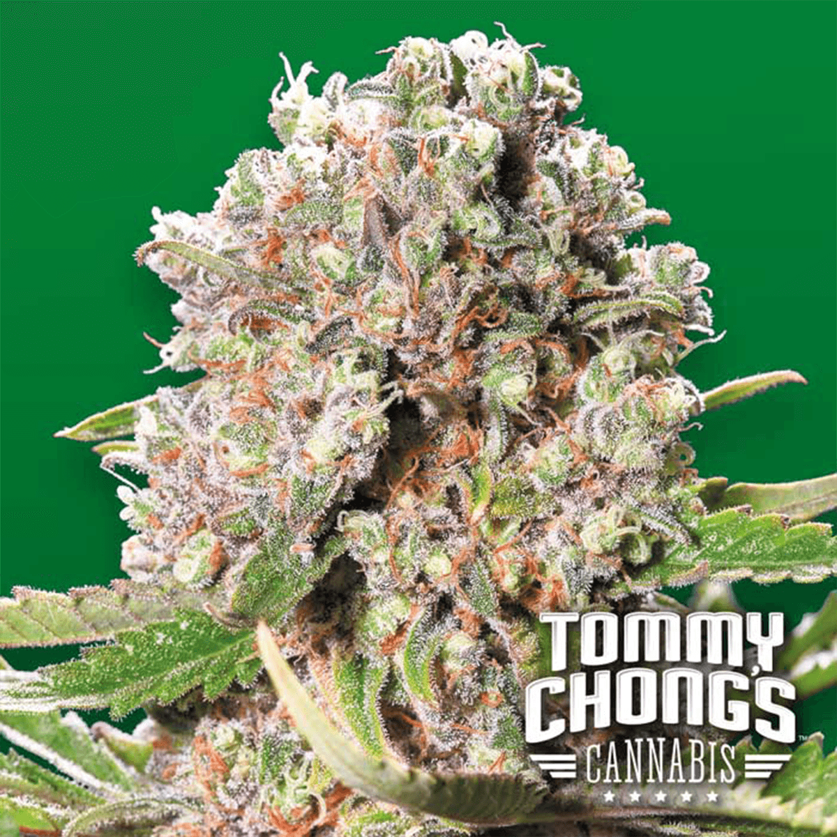 Mendocino Skunk