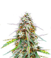 Skywalker OG Auto (Barney's Farm)