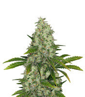 Do-Si-Dos OG (Original Sensible Seeds)