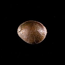 Dosidos - 1 Seed